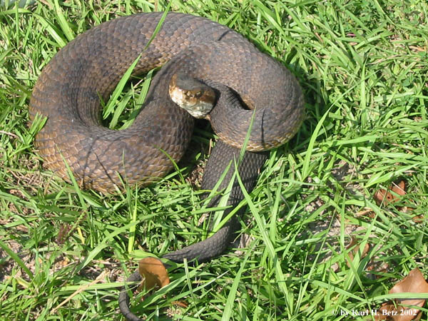 Cottonmouth 020825.jpg [130 Kb]